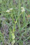 Beaked cornsalad